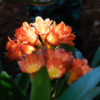 Bright flowers against a dark background