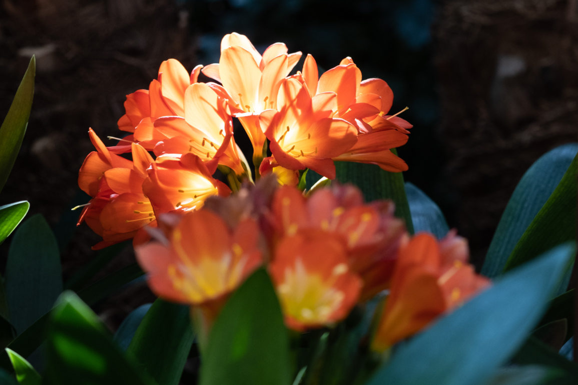 Bright flowers against a dark background