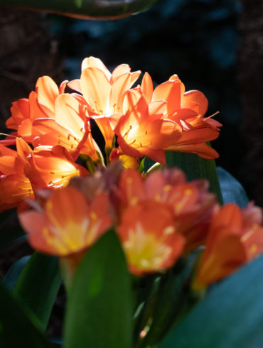 Bright flowers against a dark background