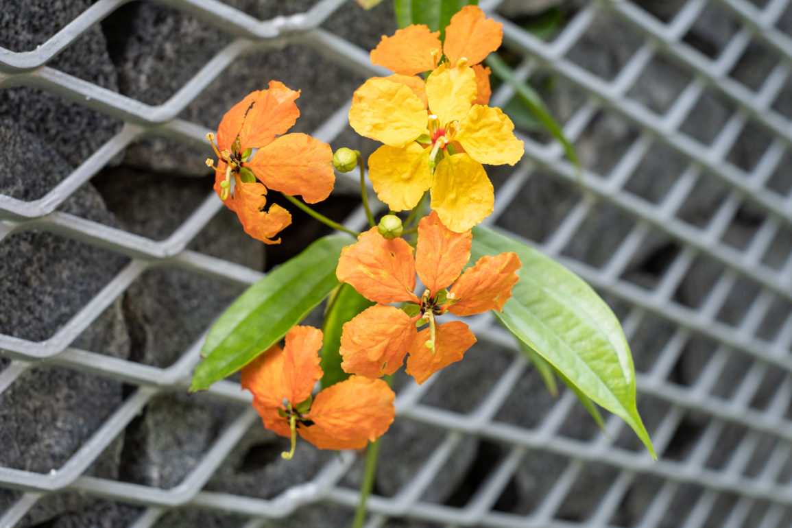 Flowers growing out of metal