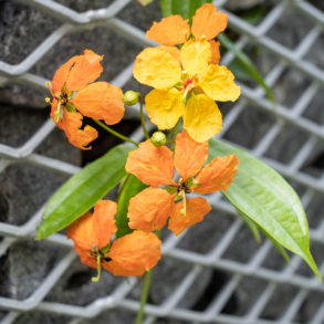 Flowers growing out of metal