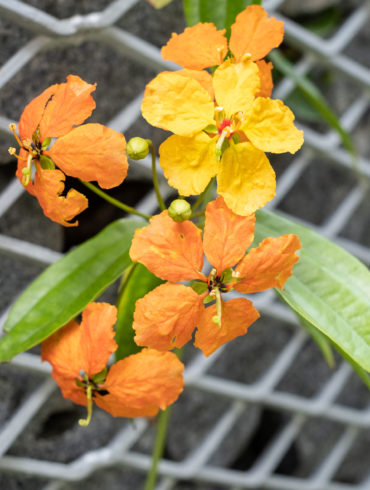 Flowers growing out of metal