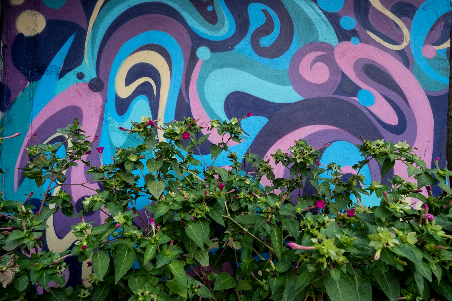 flowering bushes with an abstract graffiti design of blues and purples behind